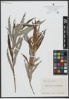Foto von Salix viminalis L.